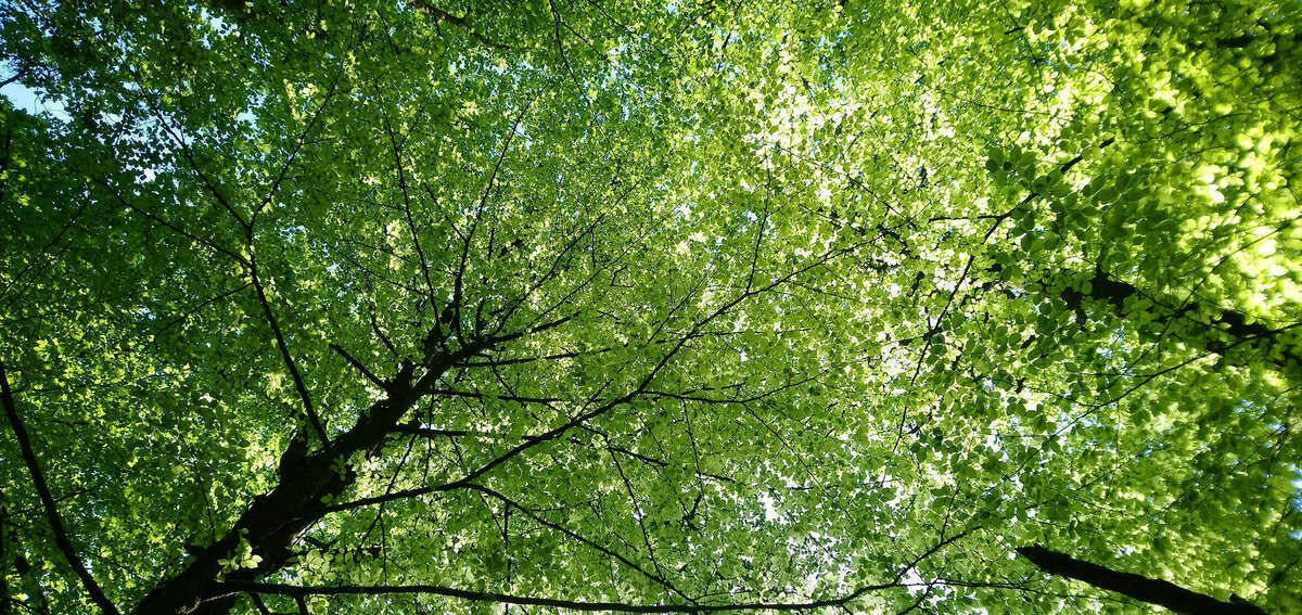 Arbres.jpeg